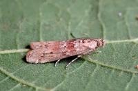 Ancylosis oblitella