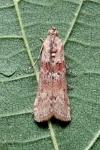 Ancylosis oblitella