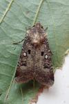 Agrotis trux
