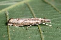 Agriphila geniculea
