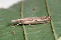 Agriphila geniculea