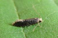 Monopis laevigella