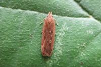 Helcystogramma triannulella