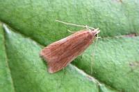 Helcystogramma rufescens