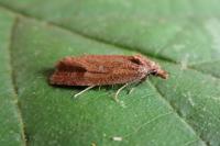 Phtheochroa inopiana