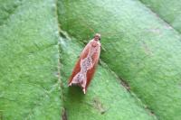 Ancylis diminutana
