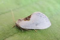 Cilix hispanica