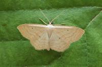 Scopula immutata