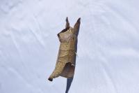 Clostera curtula