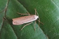 Pelosia muscerda
