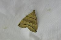 Herminia grisealis