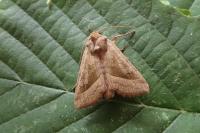 Hydraecia micacea