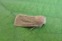 Denticucullus pygmina