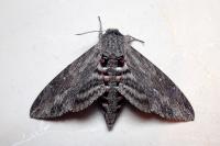 Agrius convolvuli