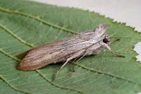 Cucullia umbratica