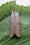 Cucullia umbratica