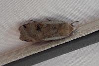 Noctua pronuba