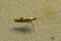 Argyresthia pruniella