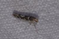 Acrocercops brongniardella