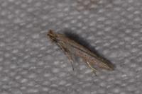 Bedellia somnulentella