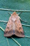 Helicoverpa armigera