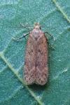 Bryotropha