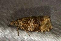 Celypha lacunana