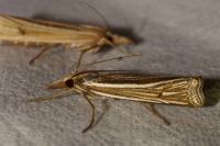 Ancylolomia tentaculella