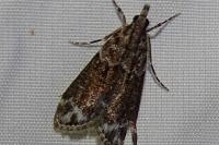 Eudonia mercurella