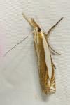 Crambus pascuella