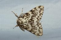 Lymantria monacha