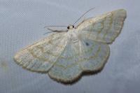 Cabera exanthemata
