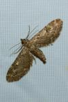 Eupithecia nanata
