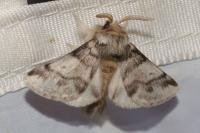 Thaumetopoea processionea