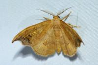Sabra harpagula