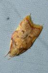 Carcina quercana