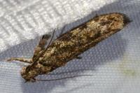 Psoricoptera gibbosella