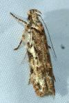 Psoricoptera gibbosella