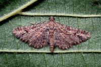 Gymnoscelis rufifasciata
