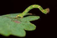 Cyclophora punctaria