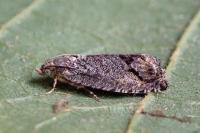 Cydia splendana