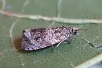 Celypha lacunana