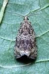 Celypha lacunana