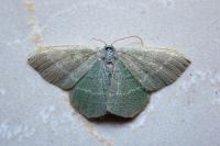 Chlorissa viridata