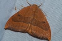 Watsonalla cultraria