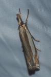 Crambus pascuella