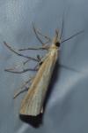 Agriphila straminella