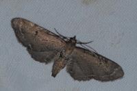 Eupithecia absinthiata