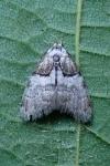 Nola cucullatella