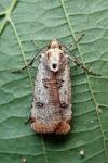 Epilecta linogrisea